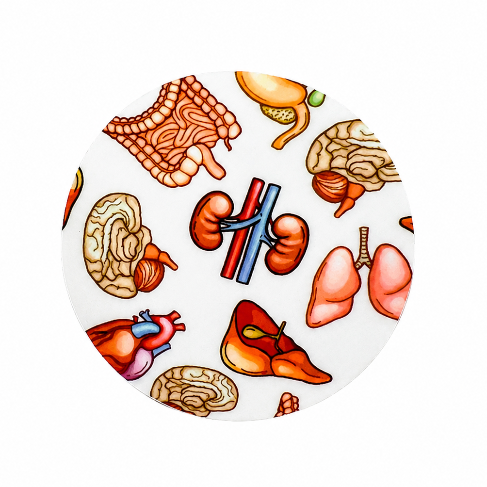 Anatomy Organs | Hard Board Add-On - BadgeSmith
