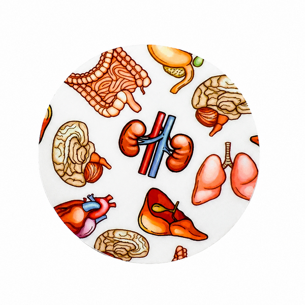 Anatomy Organs | Hard Board Add-On - BadgeSmith